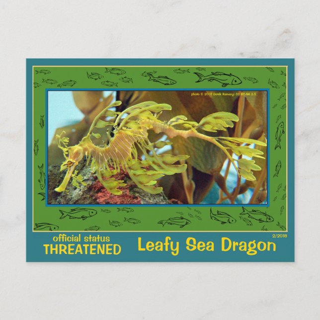 Carte Postale Le dragon de mer verdoyant est en danger. (Devant)