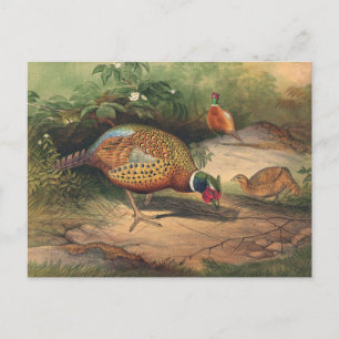 Carte Postale Le faisan chinois par Joseph Wolf