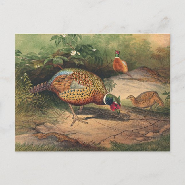 Carte Postale Le faisan chinois par Joseph Wolf (Devant)