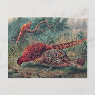 Carte Postale Le faisan de Soemmerring par Joseph Wolf