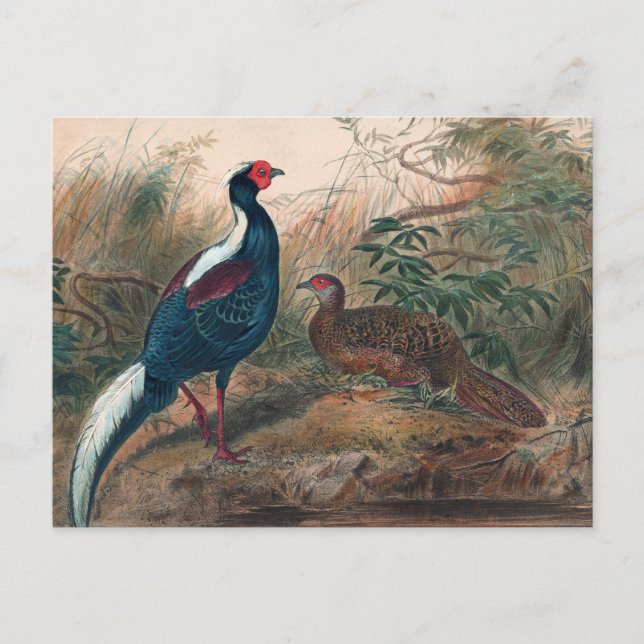 Carte Postale Le faisan de Swinhoe par Joseph Wolf (Devant)