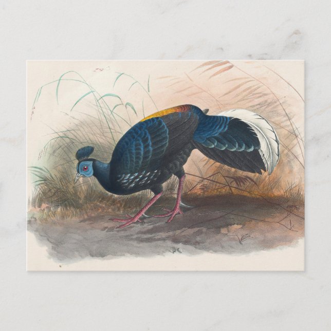 Carte Postale Le faisan de Vieillot sous le feu par Joseph Wolf (Devant)