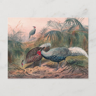 Carte Postale Le faisan en ligne de Joseph Wolf