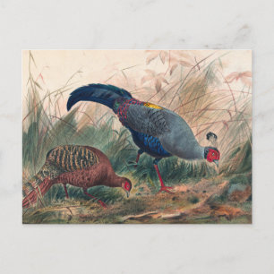 Carte Postale Le faisan siamois par Joseph Wolf