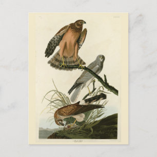 Carte Postale Le faucon des marais des oiseaux d'Amérique d'Audu