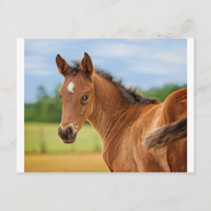 Carte Postale Le Filly