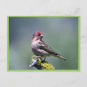 Carte Postale Le Finch de Cassin