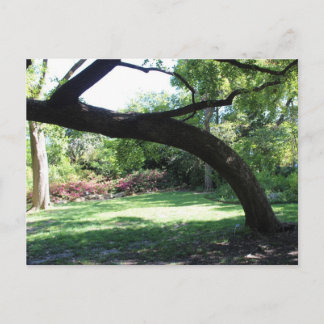 Carte Postale Le Fort Worth Garden Tree