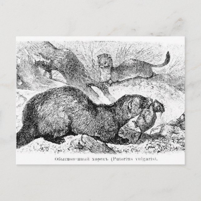 Carte Postale Le furet (Devant)