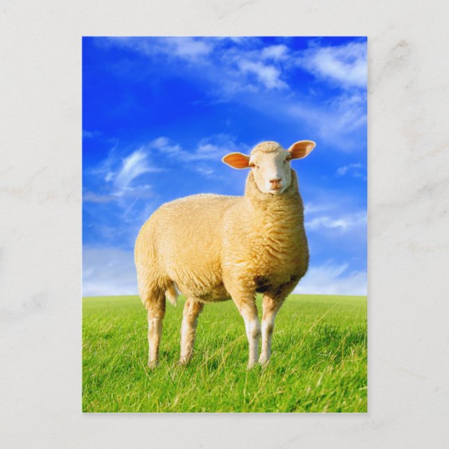 Carte Postale Le Golden Sheep. (Devant)