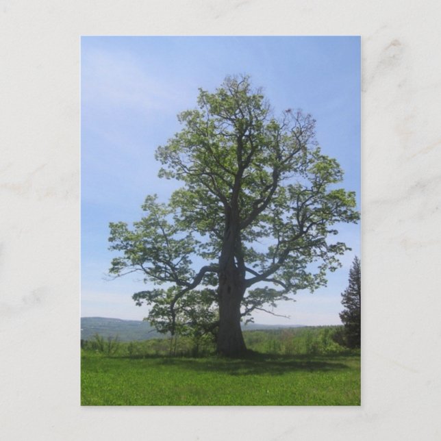 Carte Postale le grand chêne (Devant)