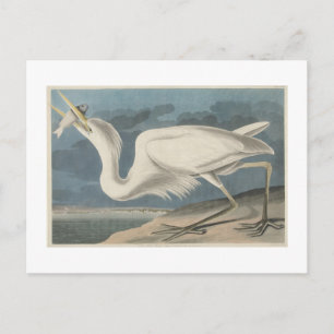 Carte Postale Le Grand Héron Blanc