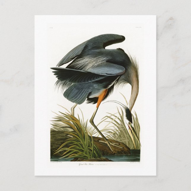 Carte Postale Le Grand Héron Bleu John Audubon Oiseaux d'Amériqu (Devant)