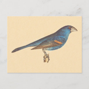 Carte Postale Le Grosbeak bleu, les oiseaux new-yorkais de James