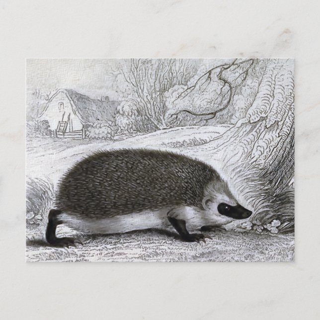 Carte Postale "Le Hérisson" (Devant)