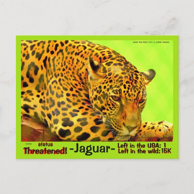 Carte Postale Le Jaguar est un animal en danger. (Devant)