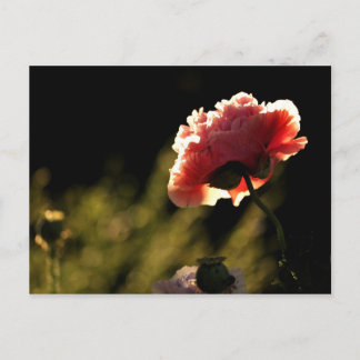 Carte Postale Le jardin du voisin