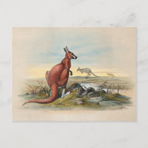 Carte Postale Le Kangourou rouge par Joseph Wolf