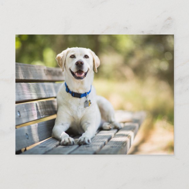 Carte Postale Le Labrador Jaune Pose Sur Le Banc (Devant)