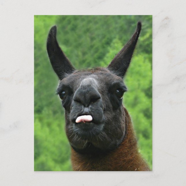 Carte Postale Le lama colle la langue à VOUS ! (Devant)