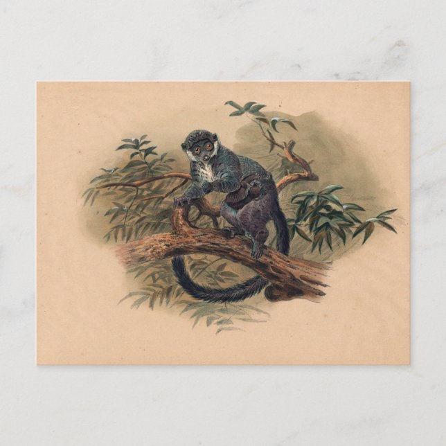 Carte Postale Le lémur à front noir par Joseph Wolf (Devant)