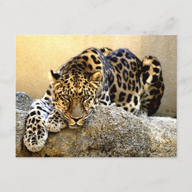 Carte Postale Le léopard d'Amur (Devant)