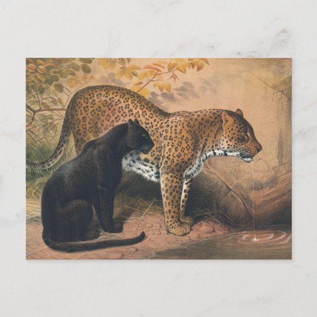 Carte Postale Le léopard de Joseph Wolf (Devant)
