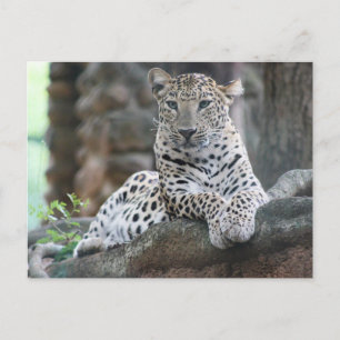 Carte Postale Le Léopard De La Vie Sauvage Se Trouve Sur Une Bra