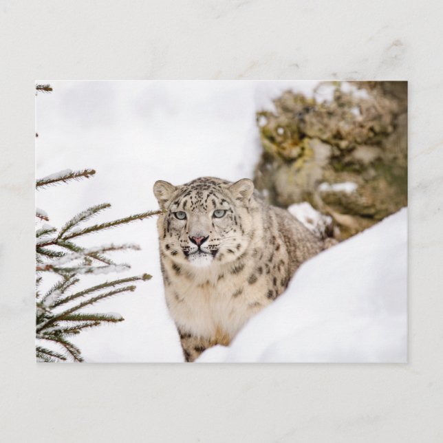 Carte Postale Le léopard des neiges dans la neige (Devant)