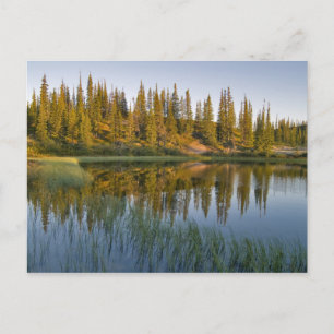 Carte Postale Le lever du soleil illumine les arbres sur un sans