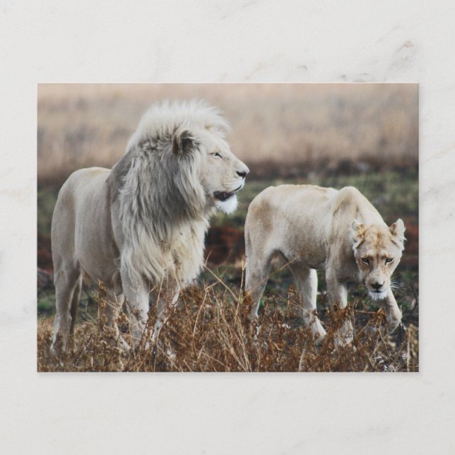 Carte Postale Le lion d'Afrique du Sud (Devant)