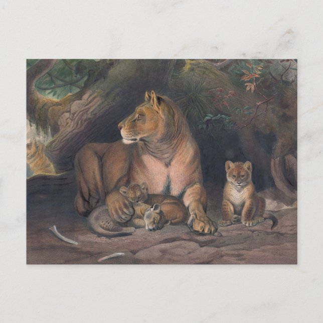 Carte Postale Le lion de Joseph Wolf (Devant)