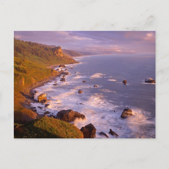 Carte Postale Le littoral des séquoias, Californie (Devant)