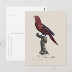 Carte Postale Le Lori ecaille / Lory à rayures bleues