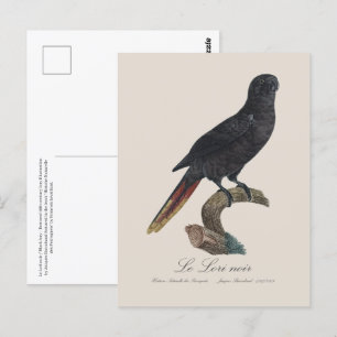 Carte Postale Le Lori noir / Lory noir
