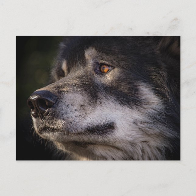 Carte Postale Le loup (Devant)