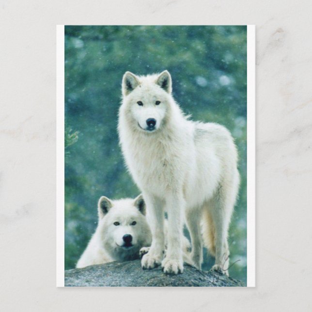 CARTE POSTALE LE LOUP BLANC (Devant)