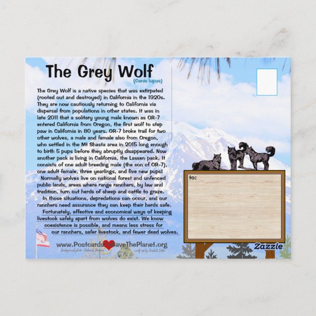 Carte Postale Le loup gris est en danger en Californie - 25fév (Dos)