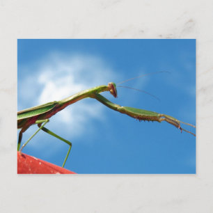 Carte Postale Le Mantis