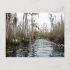 Le marais d'Okefenokee, Géorgie