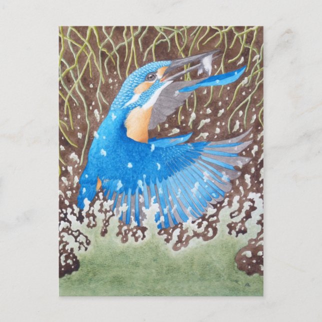 Carte Postale Le martin-pêcheur commun (Devant)