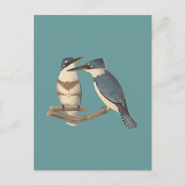 Carte Postale Le martin pêcheur courbé (Alava alcyon) NY Birds (Devant)