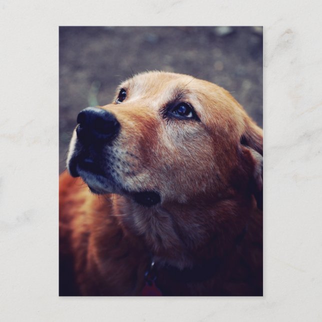 Carte Postale Le meilleur ami de l'homme (Devant)