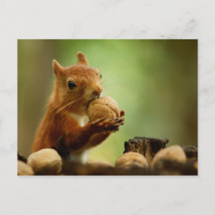 Carte Postale Le meilleur du Bunch
