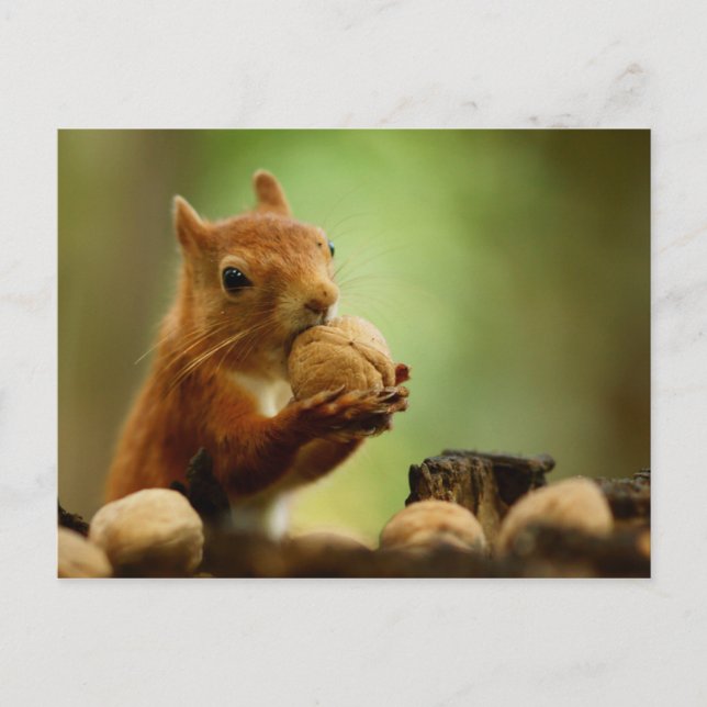 Carte Postale Le meilleur du Bunch (Devant)