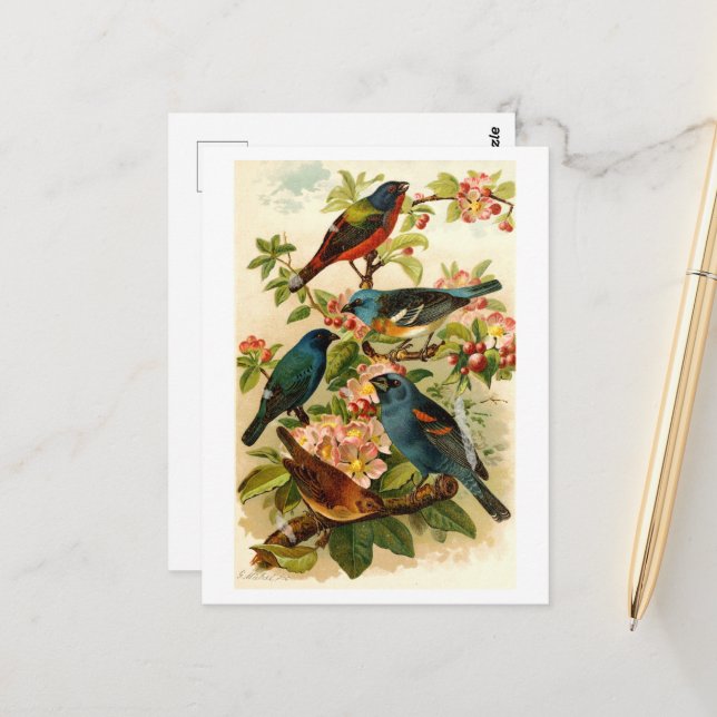 Carte Postale Le monde des oiseaux nord-américains, tzel Gustav  (Devant/Arrière en situation)