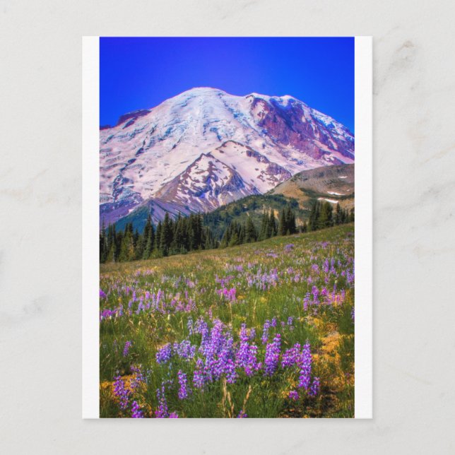 Carte Postale Le mont Rainier (Devant)