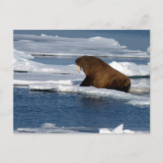 Carte Postale Le morse dans l'océan Arctique