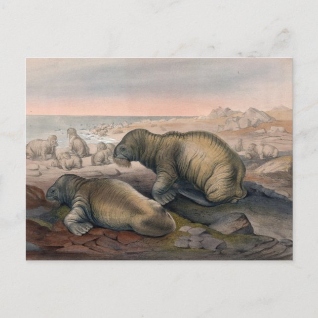 Carte Postale Le morse par Joseph Wolf (Devant)