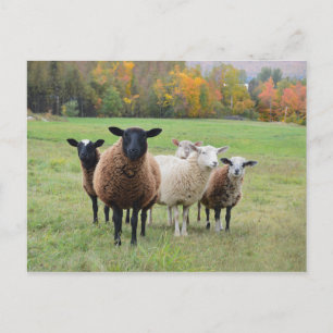 Carte Postale Le mouton du Vermont en automne